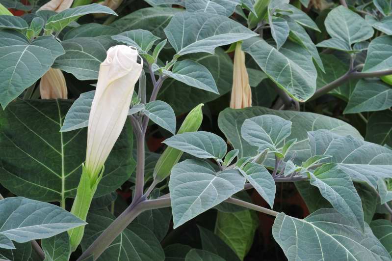 Datura inoxia / Stramonio metello